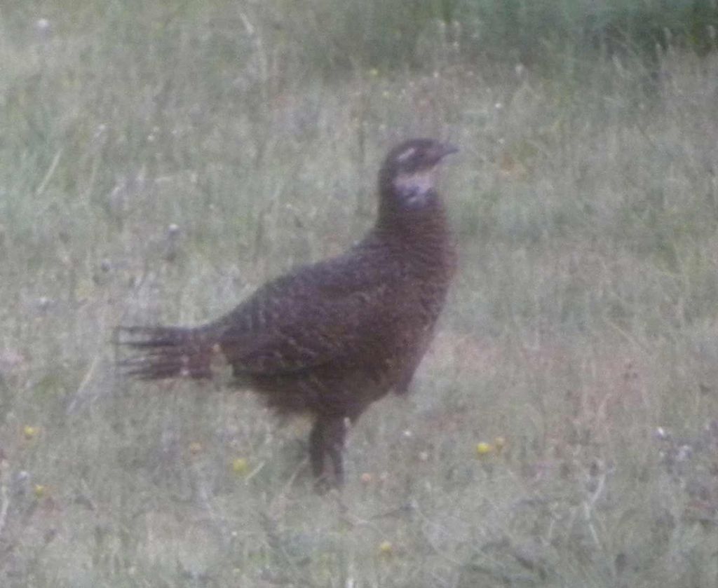 identificazione: probabile ibrido di fagianoo